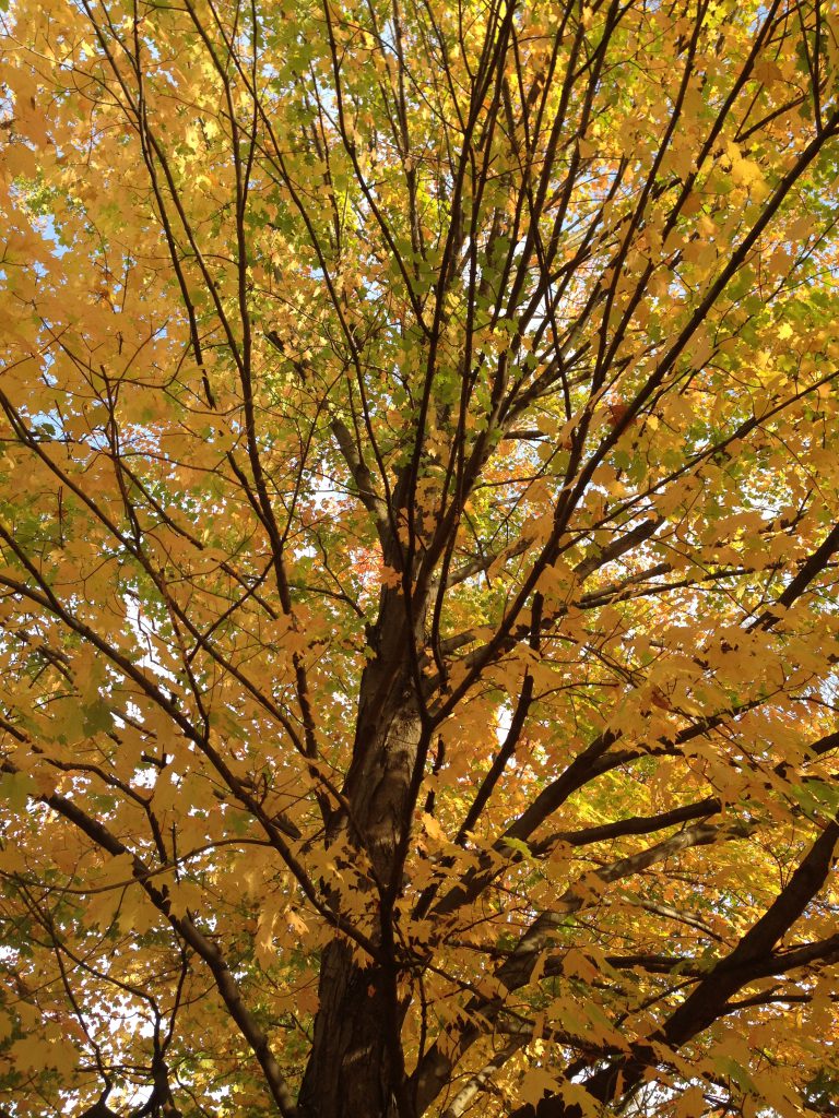 This is not the Great Neck tree of recent mention. This is a tree from last autumn to whose greatness the Great Neck tree aspires.